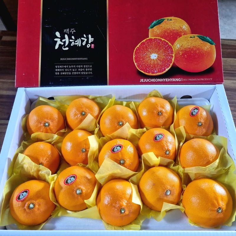 장터 상품 [천혜향 3kg, 5kg / 레드향 3kg, 5kg 선물포장세트 또는 일반포장] 썸네일