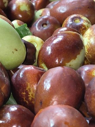 쌍둥이네농장님의 작성글 사진