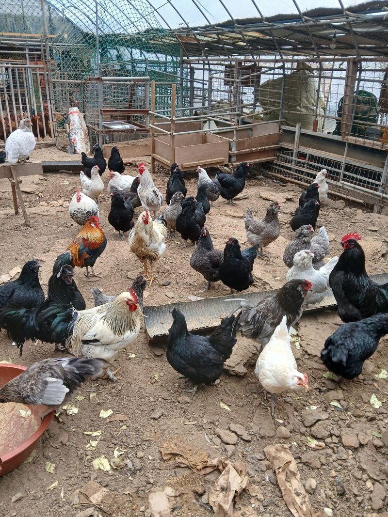 장터 상품 [유정란 ] 썸네일