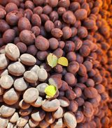 팜모닝 · 게시글 이미지