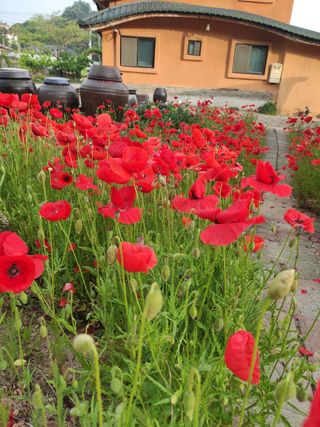 농민님의 자유주제 · 자유게시판 작성글 사진