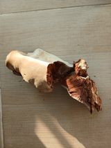 박진태님의 버섯·일상 작성글 사진