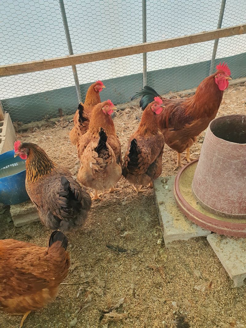 김영복님의 장터 판매 상품 [유정란 ] 첨부 사진