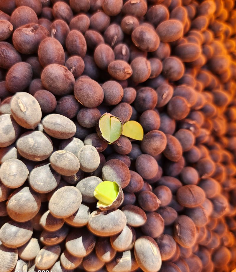 송아지님의 장터 판매 상품 [서리태(속파란) 5키로] 첨부 사진
