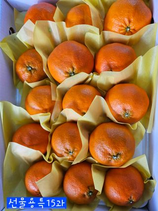 제주 지안이네농장님의 자유주제 · 자유게시판 작성글 사진