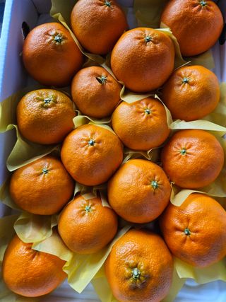 제주 지안이네농장님의 자유주제 · 자유게시판 작성글 사진