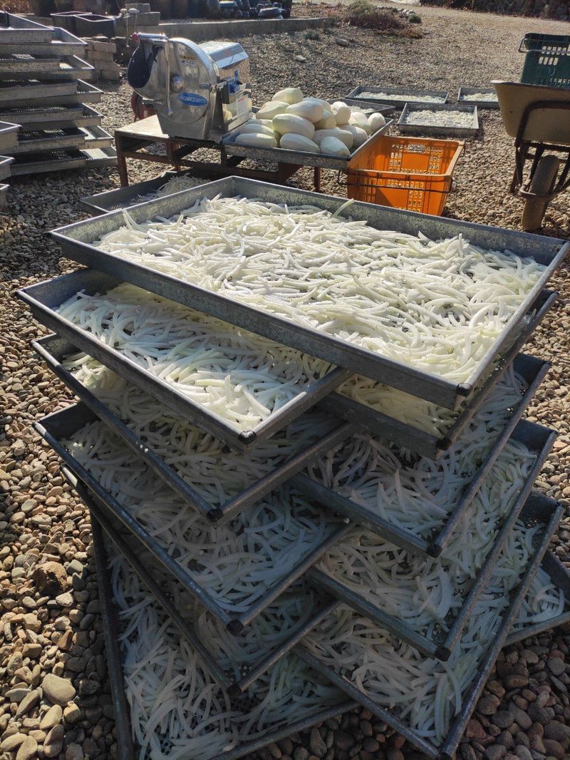 농민님의 장터 판매 상품 [무말랭이 150g에  5.000원   가을무우로만 만드려요 생무우가격보다 말린게 싸요] 첨부 사진