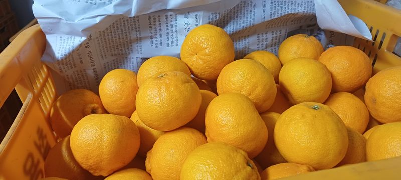 장터 상품 [한라봉 5kg10kg판매 합니다] 썸네일