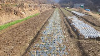 홍광희님의 농사, 무엇이든 물어보세요! · 참여글 작성글 사진