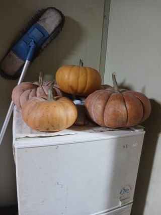 도토리아줌마님의 자유주제 · 자유게시판 작성글 사진