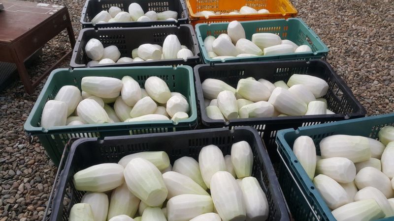 농민님의 장터 판매 상품 [무말랭이 150g에  5.000원   가을무우로만 만드려요 생무우가격보다 말린게 싸요] 첨부 사진