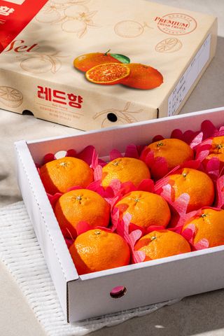 제주부자팜님의 자유주제 · 자유게시판 작성글 사진