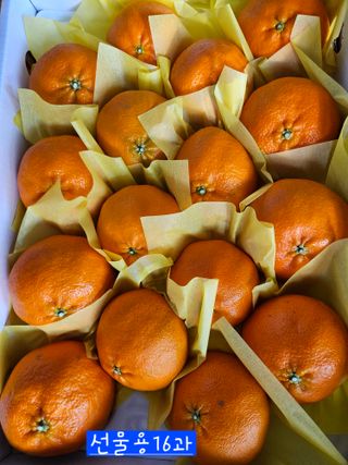 제주 지안이네농장님의 자유주제 · 자유게시판 작성글 사진