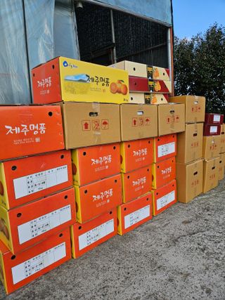 제주 지안이네농장님의 자유주제 · 자유게시판 작성글 사진