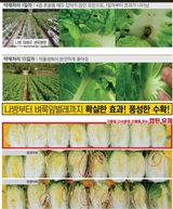 대산농사대장님의 고추·비료•농약 작성글 사진