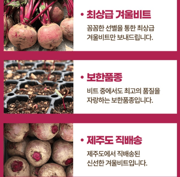 스피드번님의 장터 판매 상품 [제주 프리미엄 레드비트] 첨부 사진