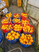 팜모닝 자유주제·자유게시판 게시글 이미지