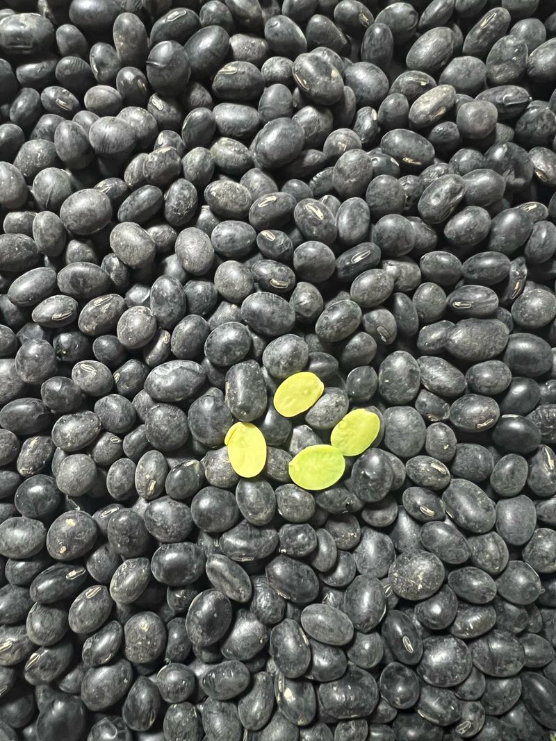 강원도김지원님의 장터 판매 상품 [서리태(검은콩) 1kg] 첨부 사진