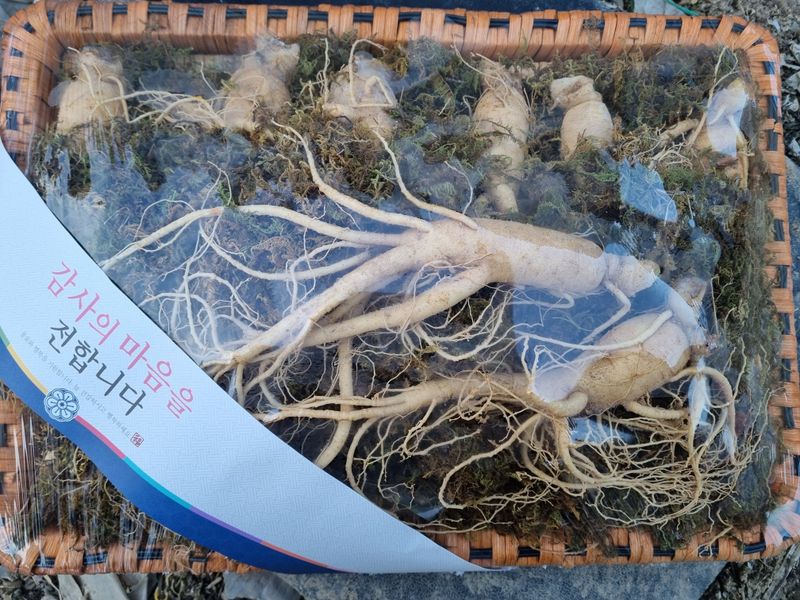 모두팜님의 장터 판매 상품 [[명절선물] 직접 재배한 국산 인삼 선물세트 (특품)] 첨부 사진