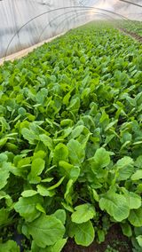 팜모닝 자유주제·자유게시판 게시글 이미지