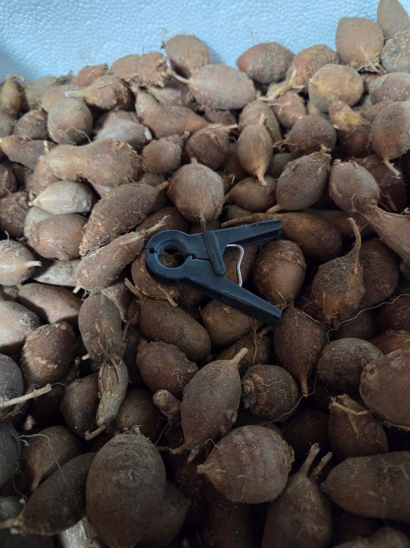 오다가다님의 장터 판매 상품 [아피오스(인디언감자)] 첨부 사진