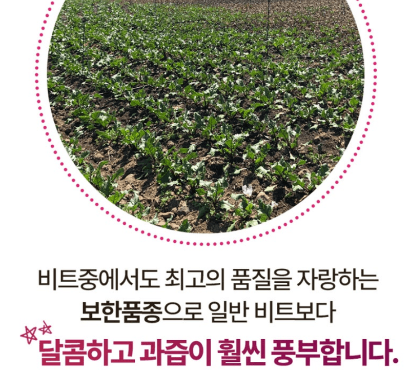 스피드번님의 장터 판매 상품 [제주 프리미엄 레드비트] 첨부 사진