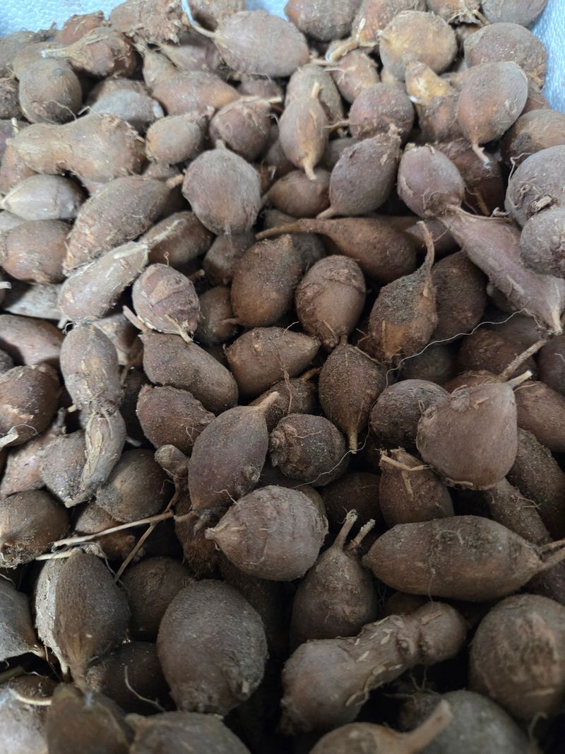 오다가다님의 장터 판매 상품 [아피오스(인디언감자)] 첨부 사진