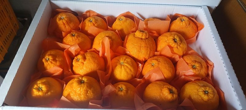 김수나님의 장터 판매 상품 [한라봉 5kg10kg판매 합니다] 첨부 사진