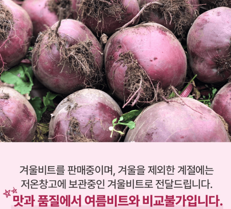 스피드번님의 장터 판매 상품 [제주 프리미엄 레드비트] 첨부 사진