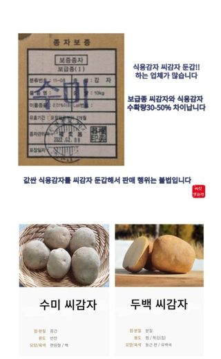 대산농사대장님의 감자 · 자유게시판 작성글 사진