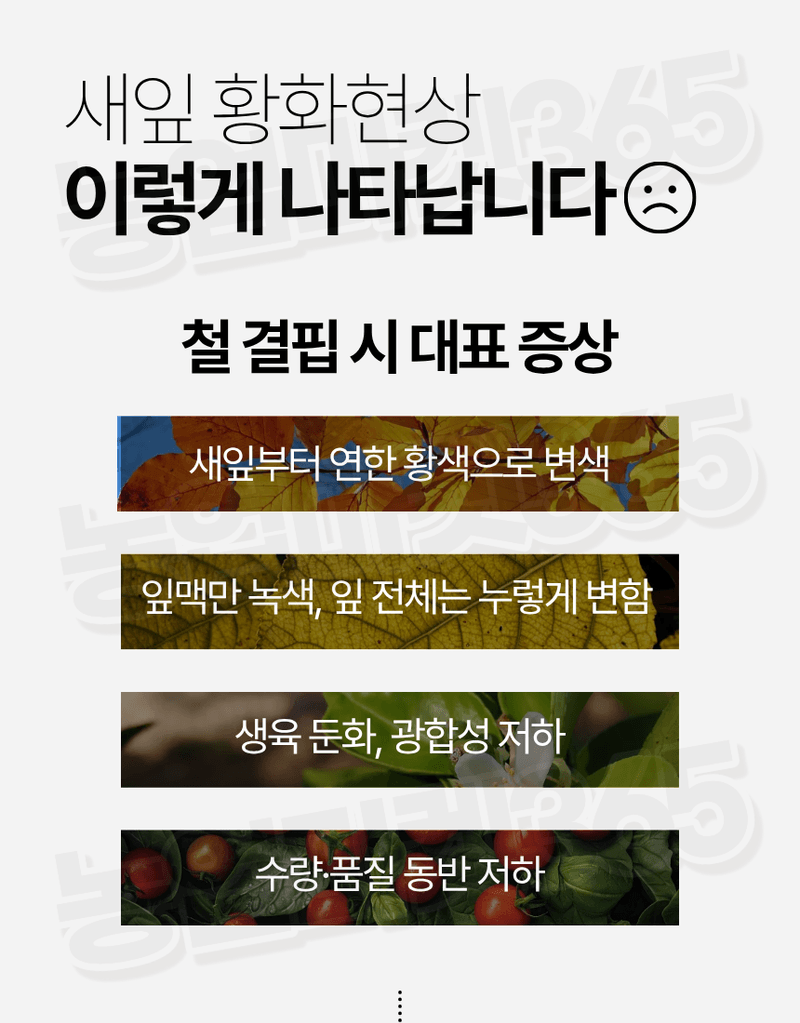 농업마켓365님의 장터 판매 상품 [대유 하이Fe 수용제 250g 고농도 킬레이트철 미량요소 황화현상 예방 회복] 첨부 사진