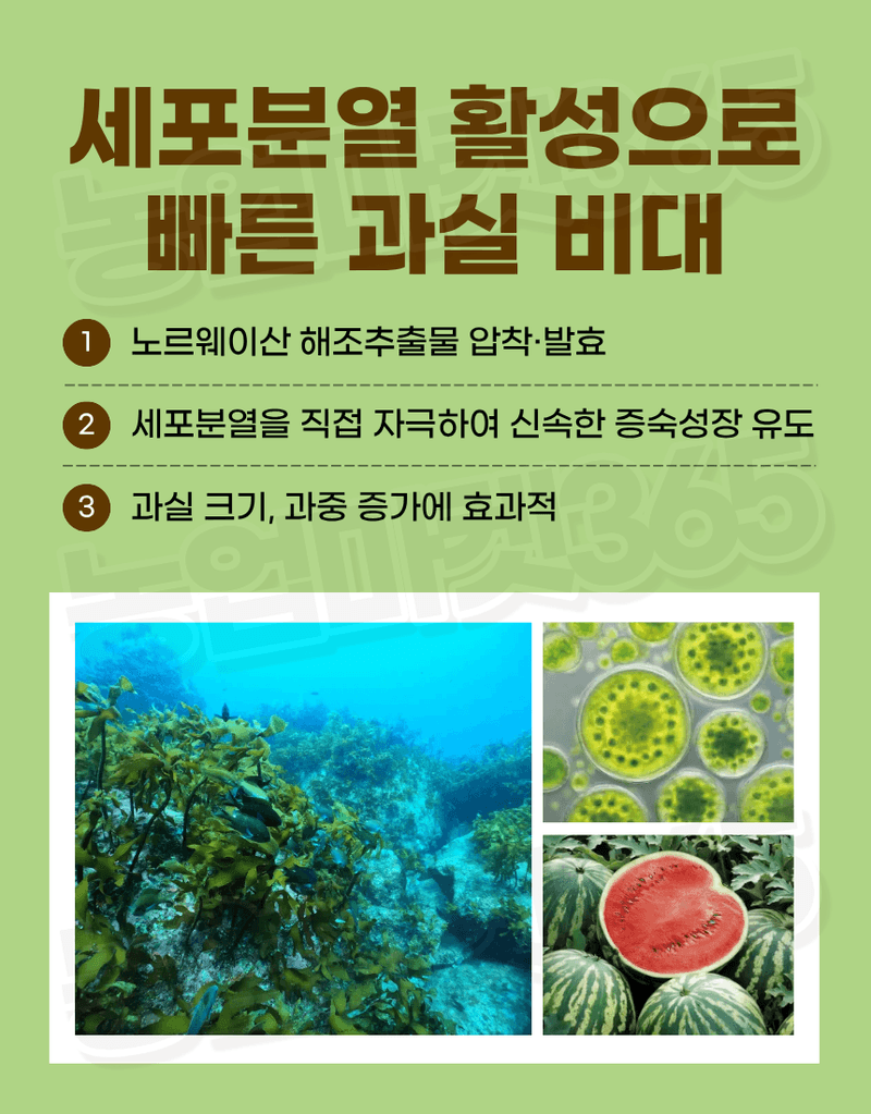 농업마켓365님의 장터 판매 상품 [맥시마 500ml 노르웨이산 해조추출물 비대제 세포분열 활성 과실비대제] 첨부 사진