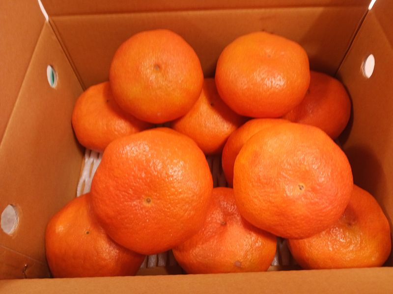 예농원님의 장터 판매 상품 [레드향 ,천혜향,한라봉 남은물량 할인판매해요] 첨부 사진