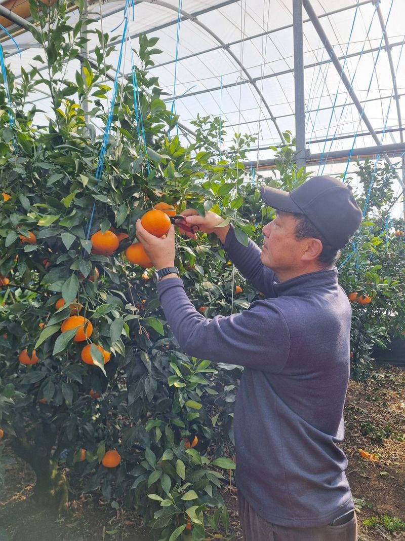 장터 상품 [레드향 ,천혜향,한라봉 남은물량 할인판매해요] 썸네일