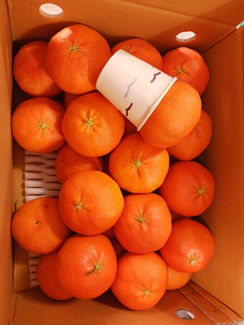 예농원님의 장터 판매 상품 [레드향 ,천혜향,한라봉 남은물량 할인판매해요] 첨부 사진