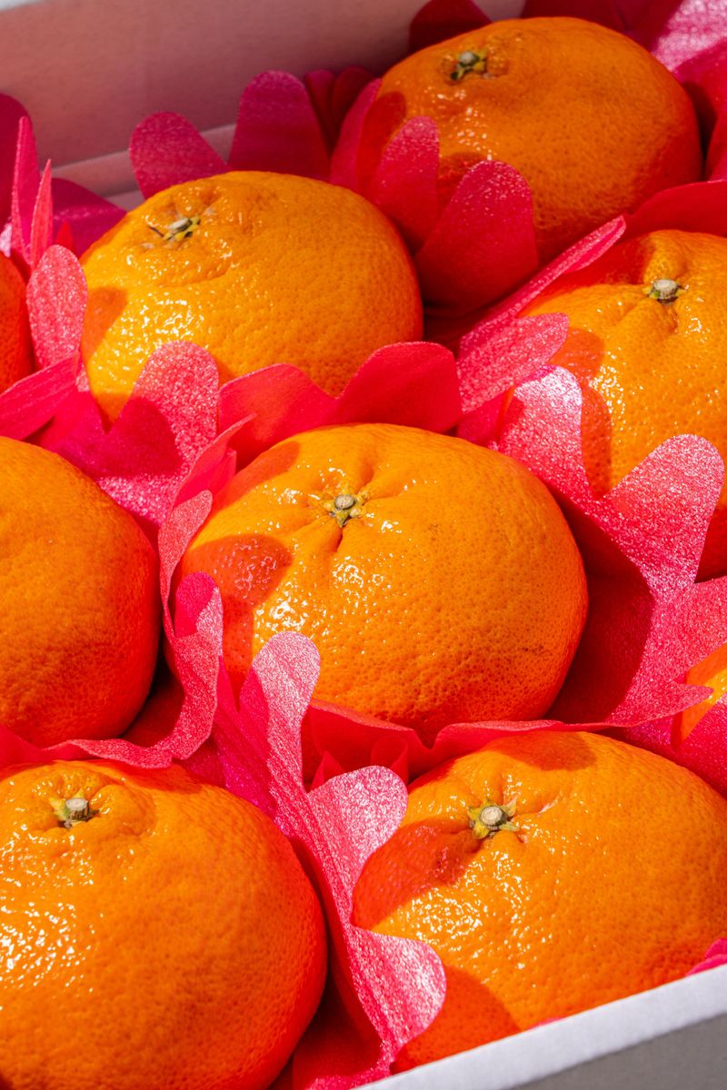 제주부자팜님의 장터 판매 상품 [레드향  3kg 5kg 10kg  ] 첨부 사진