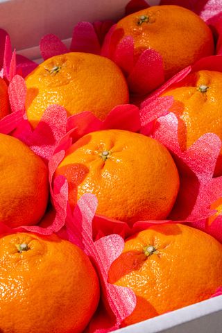 제주부자팜님의 작성글 사진