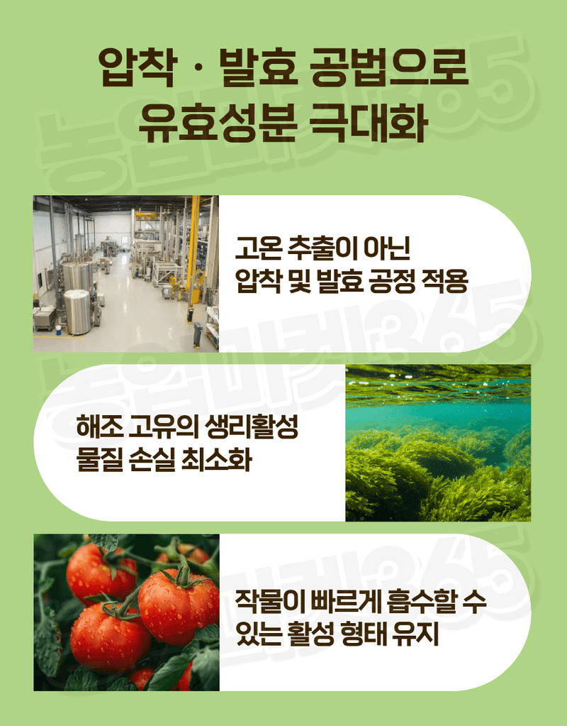 농업마켓365님의 장터 판매 상품 [맥시마 500ml 노르웨이산 해조추출물 비대제 세포분열 활성 과실비대제] 첨부 사진