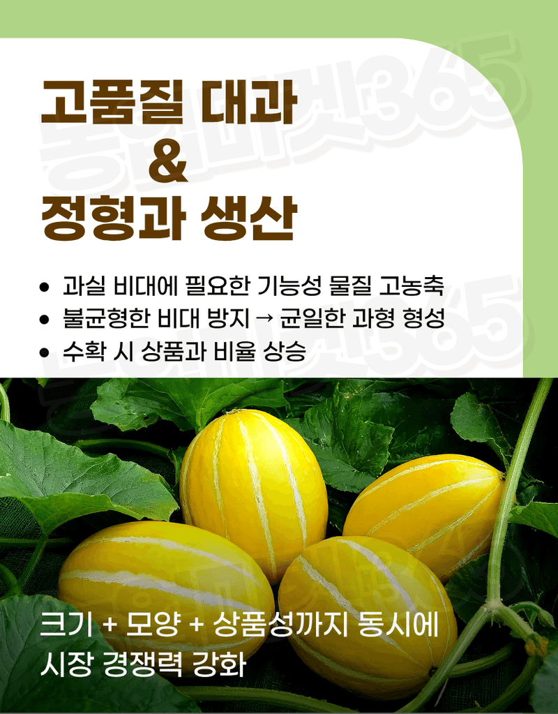농업마켓365님의 장터 판매 상품 [맥시마 500ml 노르웨이산 해조추출물 비대제 세포분열 활성 과실비대제] 첨부 사진