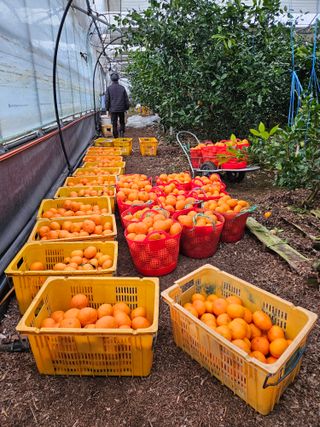 제주 지안이네농장님의 자유주제 · 자유게시판 작성글 사진
