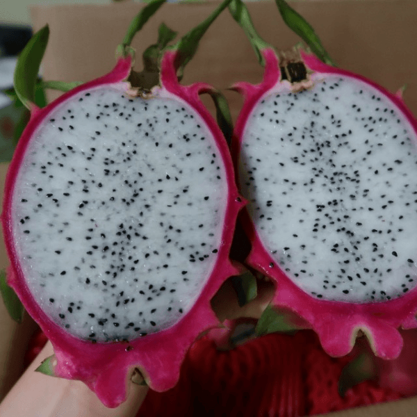 장터 상품 [귀족과일 수입과일 베트남 프리미엄 백용과 레드용과 생용과 1.5kg/2.5kg/5kg] 썸네일