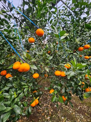 제주 지안이네농장님의 자유주제 · 자유게시판 작성글 사진