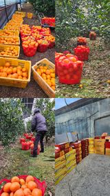 팜모닝 자유주제·자유게시판 게시글 이미지