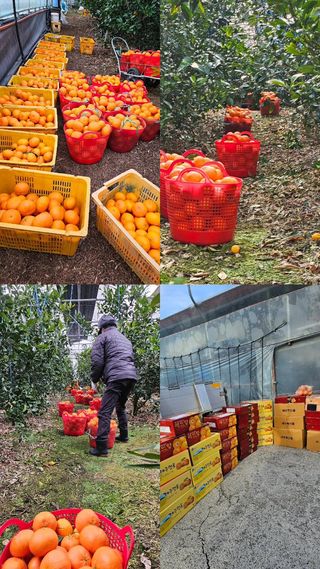 제주 지안이네농장님의 자유주제 · 자유게시판 작성글 사진