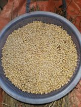 고사리.밤.육쪽마늘님의 자유주제·자유게시판 작성글 사진