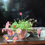 신여사님의 자유주제·자유게시판 작성글 사진