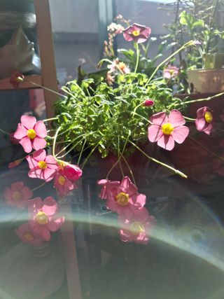 신여사님의 자유주제 · 자유게시판 작성글 사진