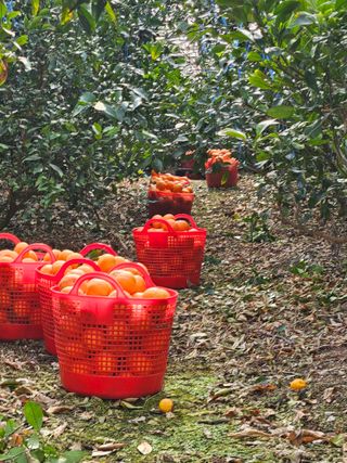 제주 지안이네농장님의 자유주제 · 자유게시판 작성글 사진