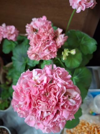 신여사님의 자유주제·자유게시판 작성글 사진