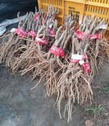 팜모닝 감·자유게시판 게시글 이미지